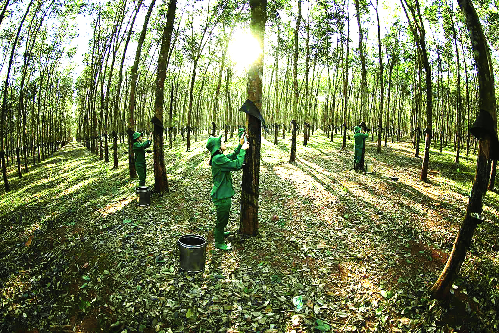 Bước chuyển của ngành cao su
